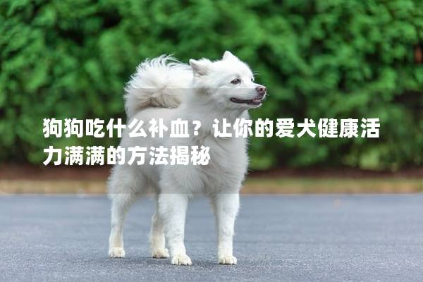 狗狗吃什么补血？让你的爱犬健康活力满满的方法揭秘
