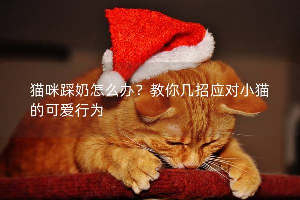 猫咪踩奶怎么办？教你几招应对小猫的可爱行为