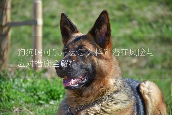 狗狗喝可乐后会怎么样？潜在风险与应对措施全解析