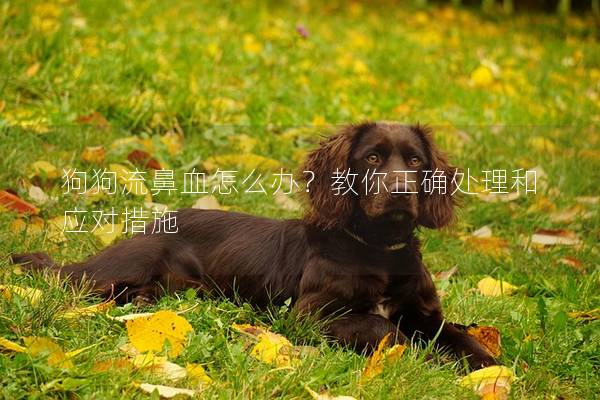 狗狗流鼻血怎么办？教你正确处理和应对措施
