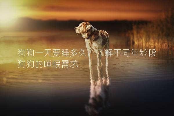 狗狗一天要睡多久？了解不同年龄段狗狗的睡眠需求