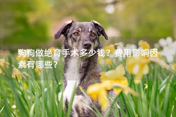 狗狗做绝育手术多少钱？费用影响因素有哪些？
