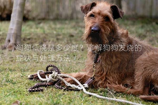狗狗低烧是多少度？了解狗狗发烧的症状与处理方法