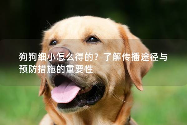 狗狗细小怎么得的？了解传播途径与预防措施的重要性