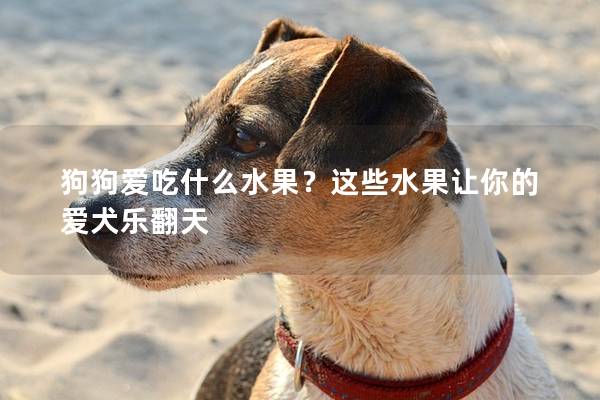 狗狗爱吃什么水果？这些水果让你的爱犬乐翻天