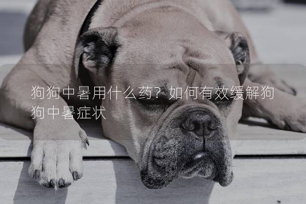 狗狗中暑用什么药？如何有效缓解狗狗中暑症状