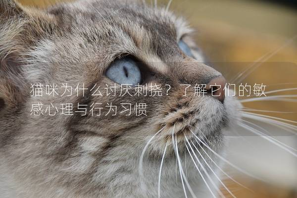 猫咪为什么讨厌刺挠？了解它们的敏感心理与行为习惯