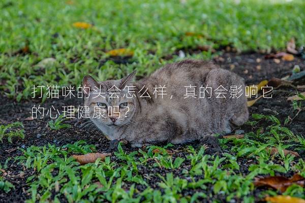 打猫咪的头会怎么样，真的会影响它的心理健康吗？