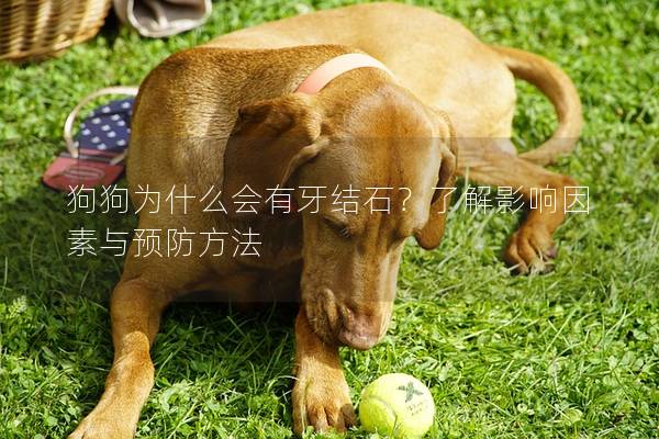狗狗为什么会有牙结石？了解影响因素与预防方法