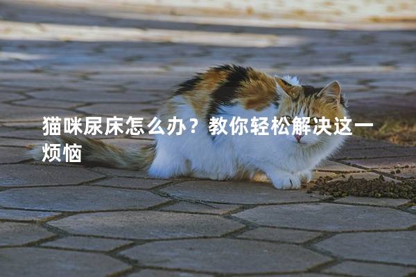 猫咪尿床怎么办？教你轻松解决这一烦恼
