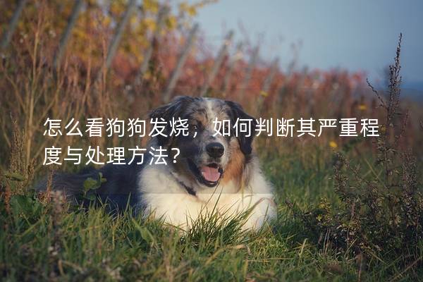 怎么看狗狗发烧，如何判断其严重程度与处理方法？