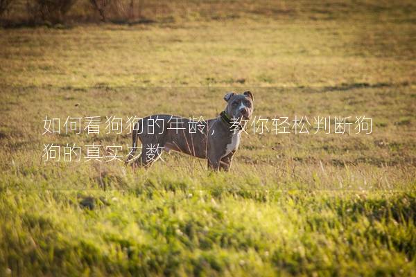 如何看狗狗的年龄，教你轻松判断狗狗的真实岁数