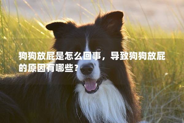狗狗放屁是怎么回事，导致狗狗放屁的原因有哪些？