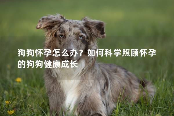 狗狗怀孕怎么办?如何科学照顾怀孕的狗狗健康成长 狗狗怀孕怎么办?如何科学照顾怀孕的狗狗健康成长