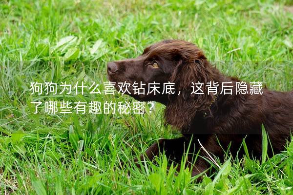狗狗为什么喜欢钻床底，这背后隐藏了哪些有趣的秘密？