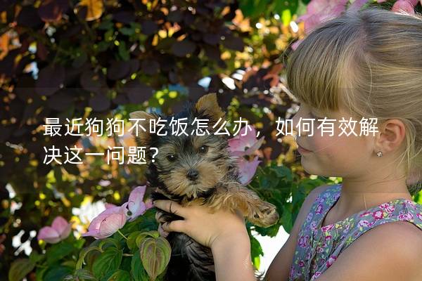 最近狗狗不吃饭怎么办，如何有效解决这一问题？