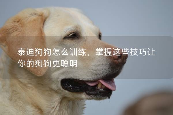 泰迪狗狗怎么训练，掌握这些技巧让你的狗狗更聪明