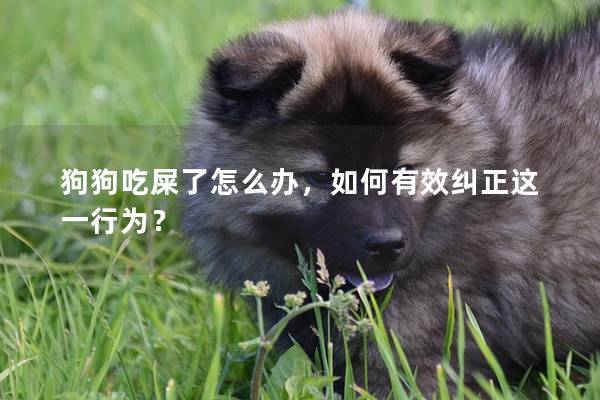 狗狗吃屎了怎么办，如何有效纠正这一行为？