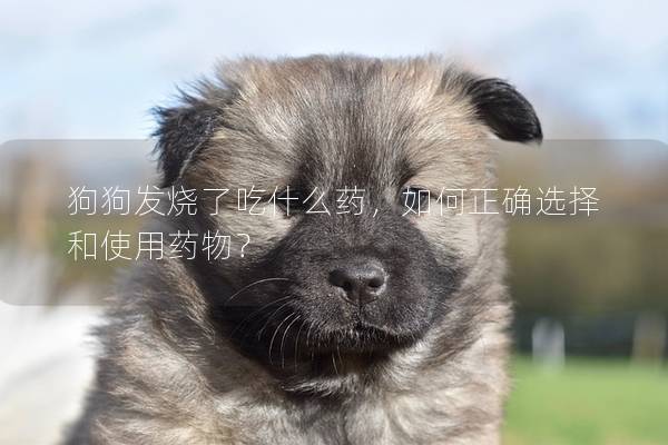 狗狗发烧了吃什么药，如何正确选择和使用药物？