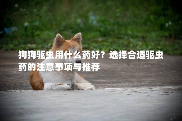 狗狗驱虫用什么药好？选择合适驱虫药的注意事项与推荐