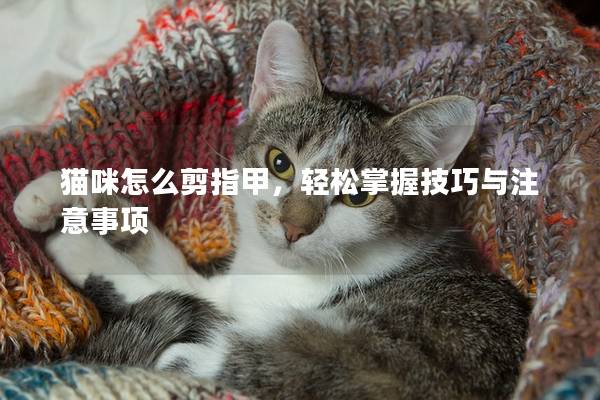 猫咪怎么剪指甲，轻松掌握技巧与注意事项