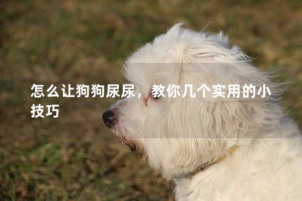 怎么让狗狗尿尿，教你几个实用的小技巧