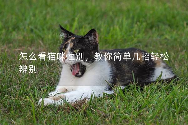 怎么看猫咪性别，教你简单几招轻松辨别