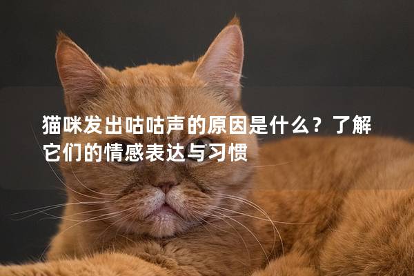 猫咪发出咕咕声的原因是什么？了解它们的情感表达与习惯