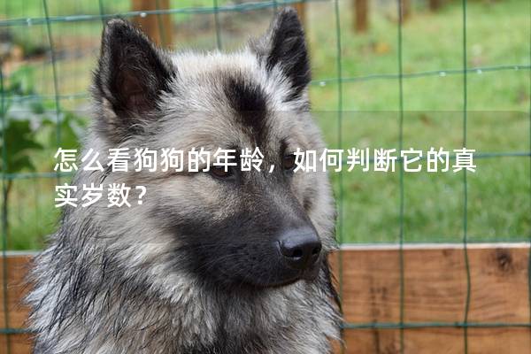 怎么看狗狗的年龄，如何判断它的真实岁数？