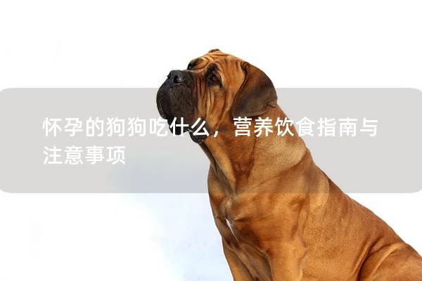 怀孕的狗狗吃什么,营养饮食指南与注意事项 怀孕的狗狗吃什么,营养饮食指南与注意事项
