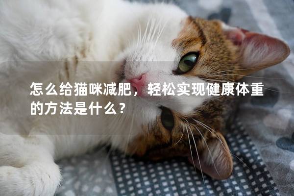 怎么给猫咪减肥，轻松实现健康体重的方法是什么？