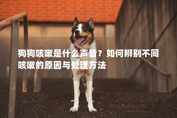 狗狗咳嗽是什么声音？如何辨别不同咳嗽的原因与处理方法