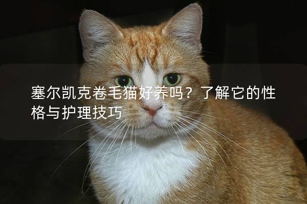 塞尔凯克卷毛猫好养吗?了解它的性格与护理技巧 塞尔凯克卷毛猫好养吗?了解它的性格与护理技巧