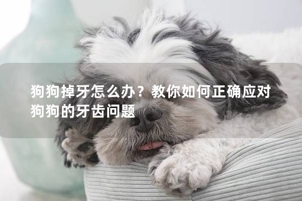 狗狗掉牙怎么办？教你如何正确应对狗狗的牙齿问题