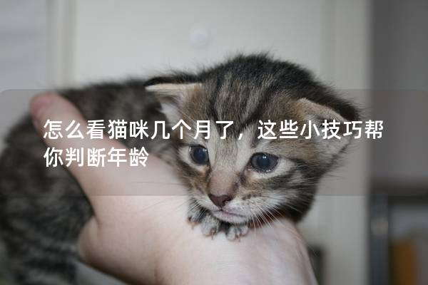 怎么看猫咪几个月了，这些小技巧帮你判断年龄