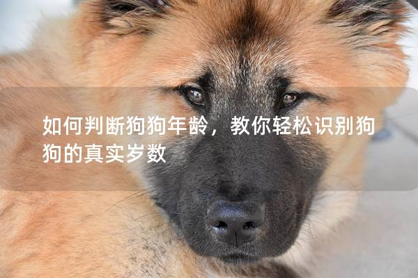 如何判断狗狗年龄，教你轻松识别狗狗的真实岁数