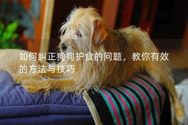 如何纠正狗狗护食的问题，教你有效的方法与技巧