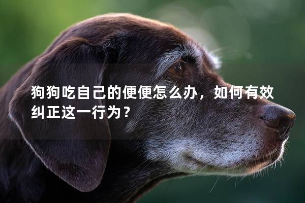 狗狗吃自己的便便怎么办，如何有效纠正这一行为？
