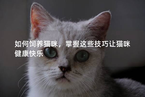 如何饲养猫咪，掌握这些技巧让猫咪健康快乐
