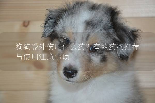 狗狗受外伤用什么药？有效药物推荐与使用注意事项