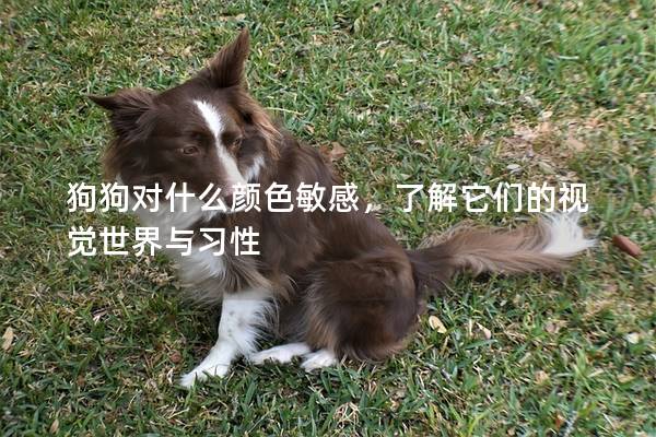狗狗对什么颜色敏感，了解它们的视觉世界与习性