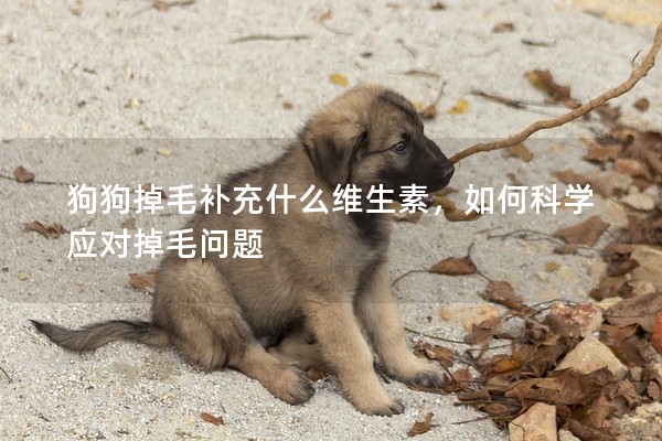 狗狗掉毛补充什么维生素，如何科学应对掉毛问题