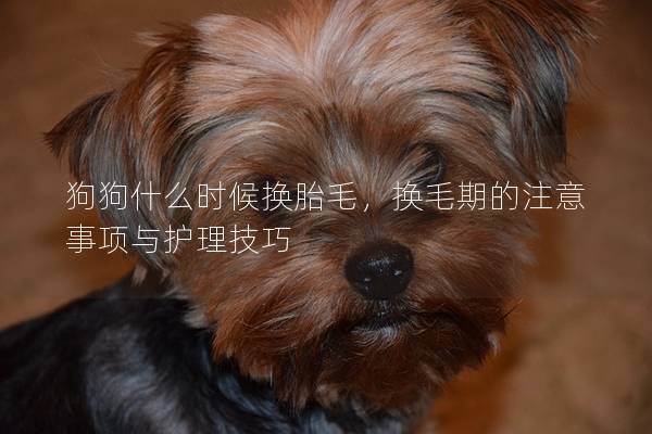 狗狗什么时候换胎毛，换毛期的注意事项与护理技巧