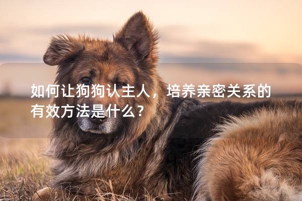 如何让狗狗认主人,培养亲密关系的有效方法是什么? 如何让狗狗认主人,培养亲密关系的有效方法是什么?