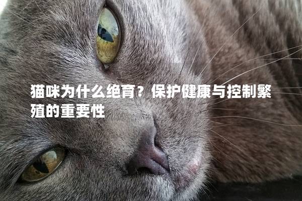 猫咪为什么绝育？保护健康与控制繁殖的重要性