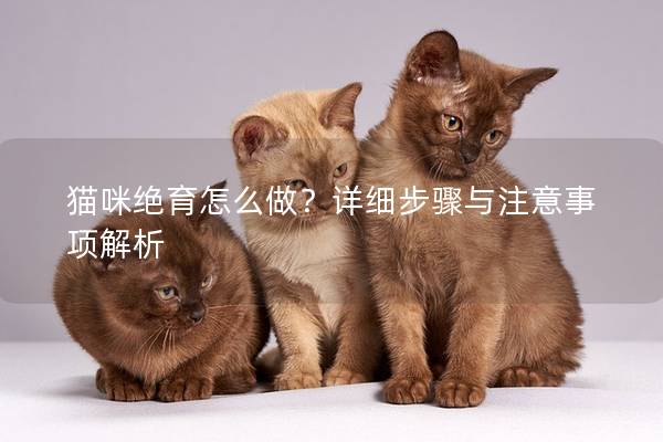猫咪绝育怎么做？详细步骤与注意事项解析