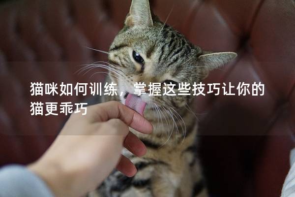 猫咪如何训练，掌握这些技巧让你的猫更乖巧