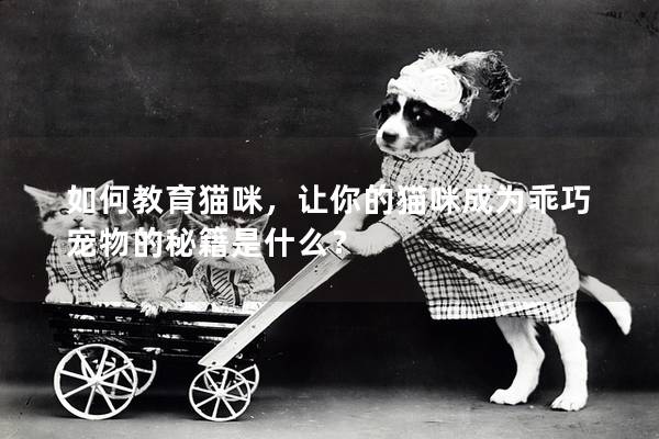 如何教育猫咪，让你的猫咪成为乖巧宠物的秘籍是什么？
