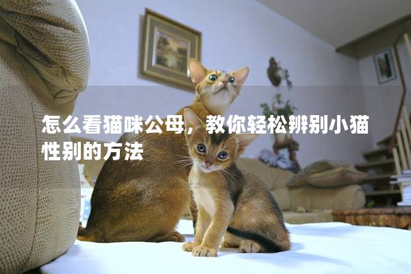 怎么看猫咪公母，教你轻松辨别小猫性别的方法
