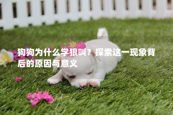 狗狗为什么学狼叫？探索这一现象背后的原因与意义